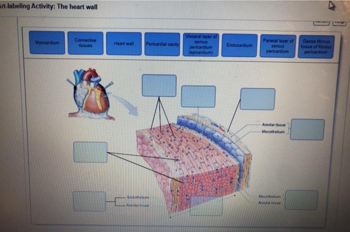 Art labeling activity the heart wall