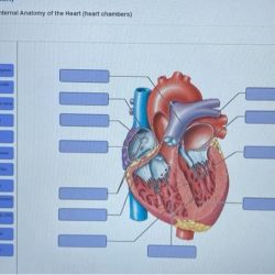 Art labeling activity the heart wall