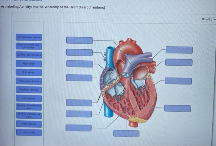 Art labeling activity the heart wall