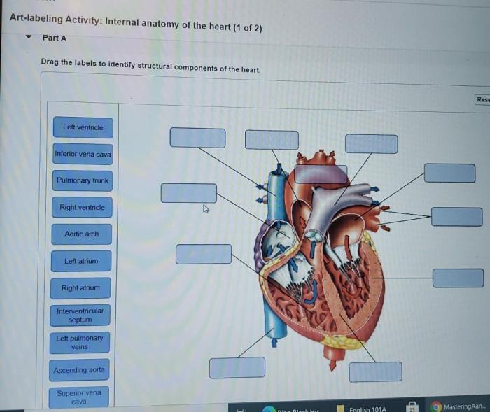 Art labeling activity the heart wall