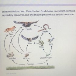 What eats rabbits in the food chain