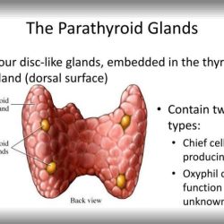 Function of parathyroid gland ppt