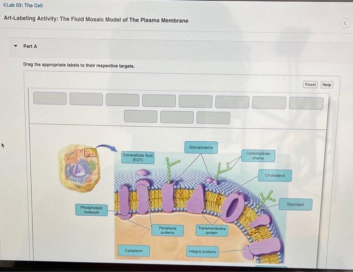 Art-labeling activity the fluid mosaic model of the plasma membrane