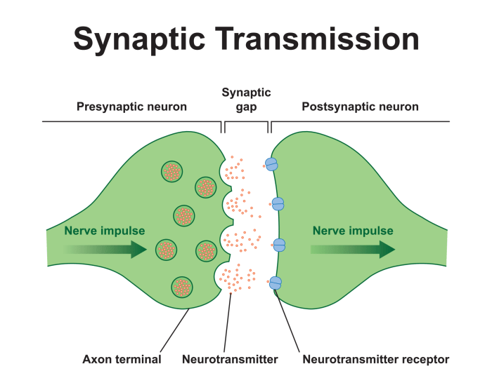 Select the correct statement regarding chemical synapses