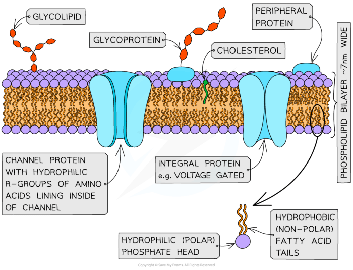 Membrane plasma fluid mosaic model structure describes combination figure proteins cholesterol carbohydrates phospholipids