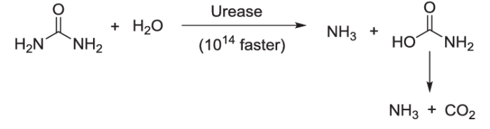 The enzyme urease enhances the rate of urea hydrolysis