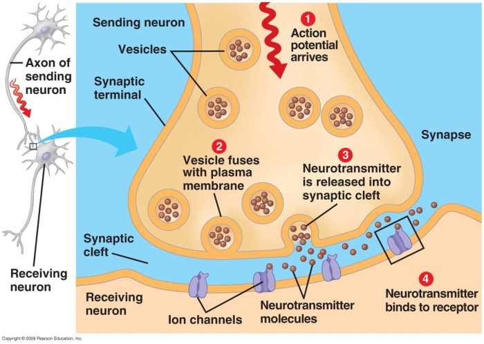 Chemical synapses synapse junction química sinapsis impulsi cervello nervi elettrici creano neurociencia physiology tareas escuela neuronas