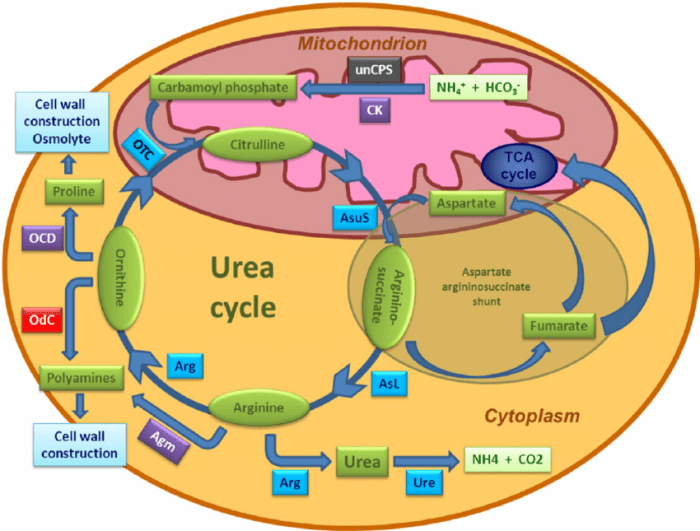 The enzyme urease enhances the rate of urea hydrolysis