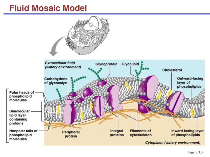 Art-labeling activity the fluid mosaic model of the plasma membrane