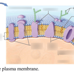 Fluid biology