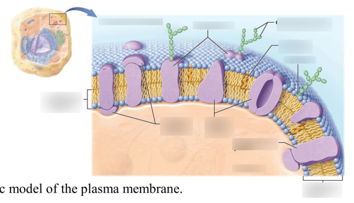 Fluid biology