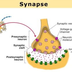 Select the correct statement regarding chemical synapses