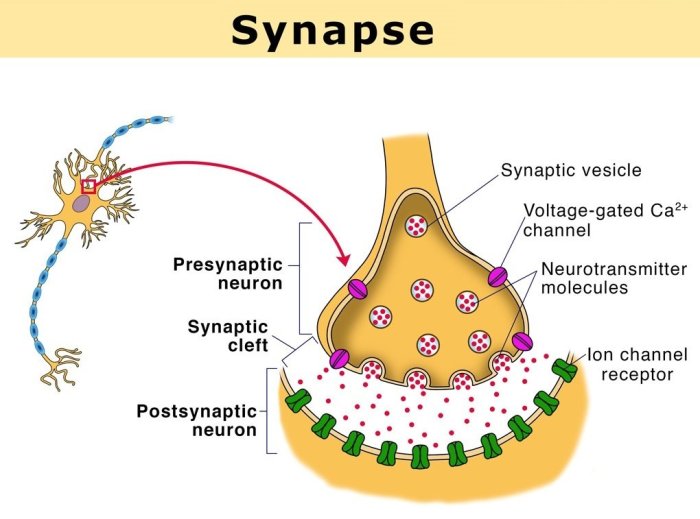 Select the correct statement regarding chemical synapses